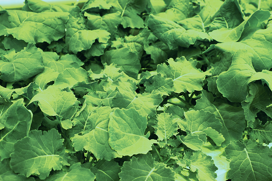 Spring rapeseed in an IAPN trial for the project “Digital Assessment of Crop Nutrient Status” which aims at developing the digital product Agricultural Nutrient Assistant (ANA).  (Photo: Cabrita)