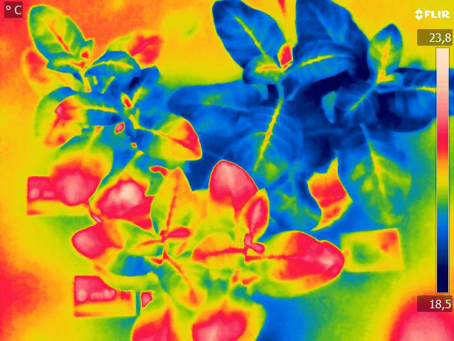 Infrarot-Bild von Tabak, aufgenommen mit einer Wärmebildkamera. Was die Farben im Bild über die Nährstoffversorgung aussagen, erfahren Sie am Stand des IAPN bei der 4. Nacht des Wissens. (Foto: IAPN)