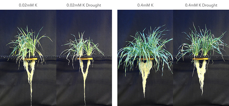 Spring barley treated with low potassium (0.02 mM K) and adequate potassium supply (0.4 mM K) under well-watered and drought conditions. (Photos: Tavakol, IAPN)