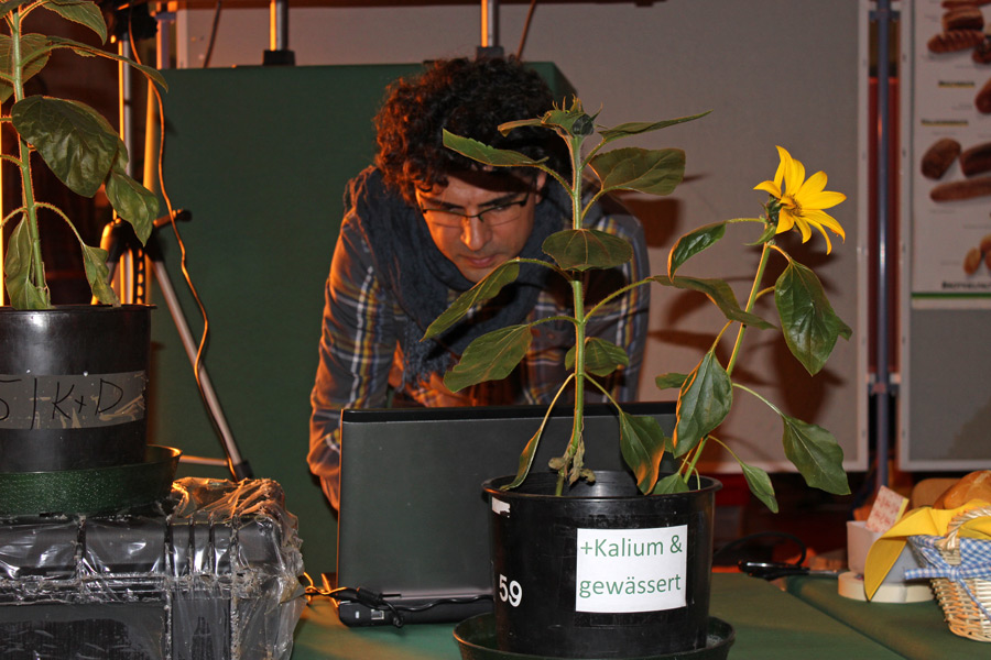 Sunflowers with different levels of potassium supply were specifically grown for the Night of Knowledge. (Photo: IAPN)